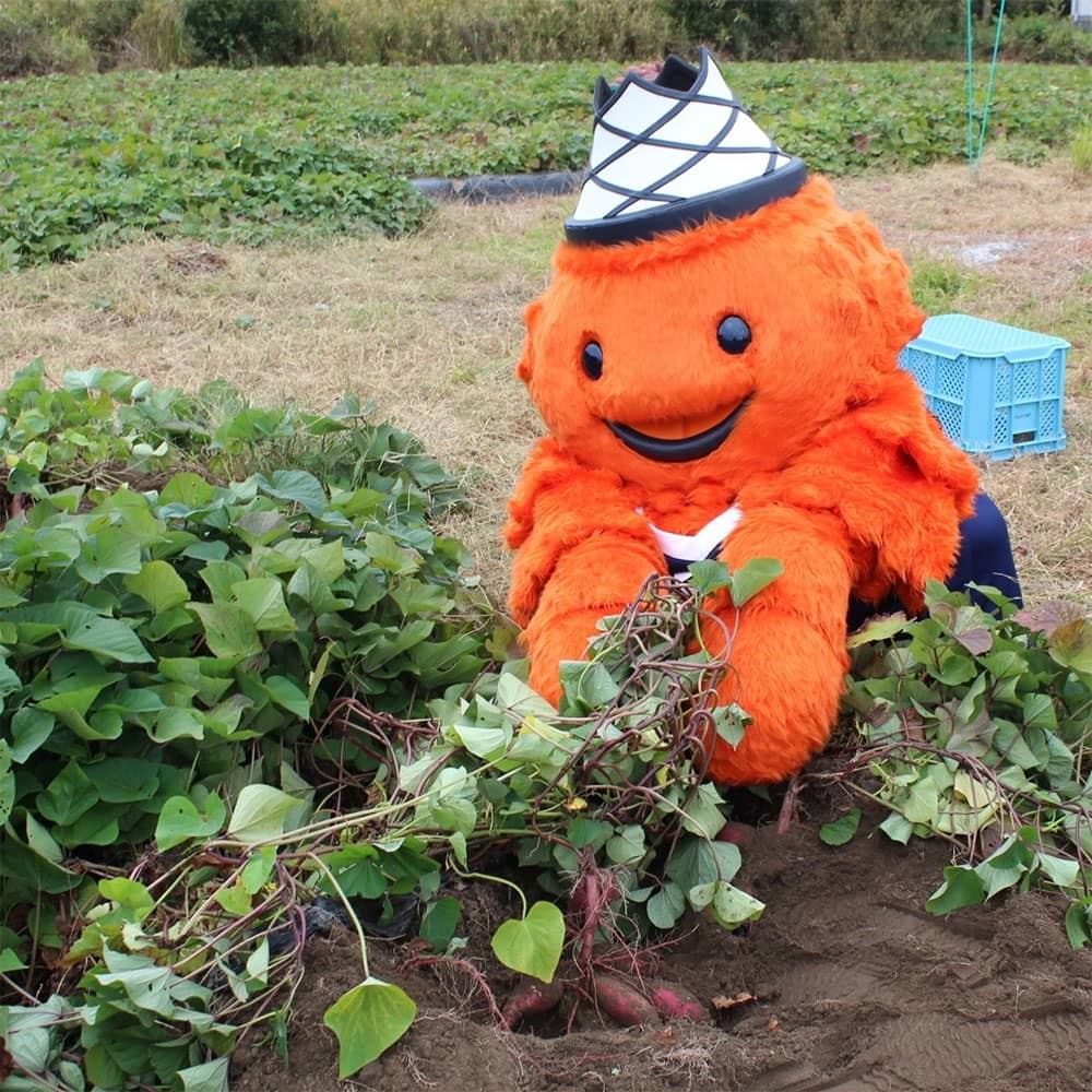 【期間限定：3個セット300円OFF！】ベルティのおいもチップス